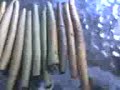 big blunt statis