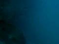 videos de mero BUBBLES SEA