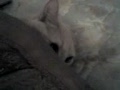 Peek-A-Boo Kitty