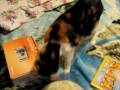 videos de Squeakers