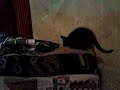 kitteh on couch arm.asf