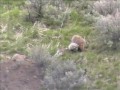 Badger on the move