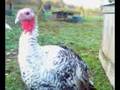 Turkeys