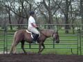 Medium Show Pony Prospect For Sale