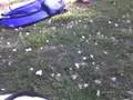 videos de mandamiento cabiado