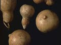 continua��o. o povo brasileiro - a heran�a africana. a m�e �frica e seus desterrados, negra massa construtora do pa�s.