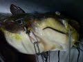 Awsome stringer of Bull head