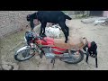 amazing goats cute pets animals bike driving PN animals life