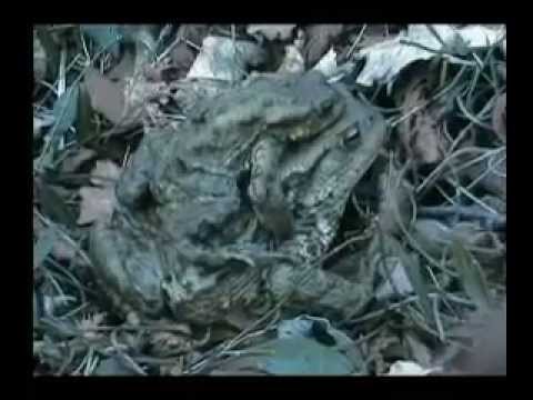 UNA GUIDA...SPECIALE. (A spasso con Bufo Bufo)