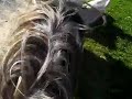 Schimmelgalopp Schimmelgalopp