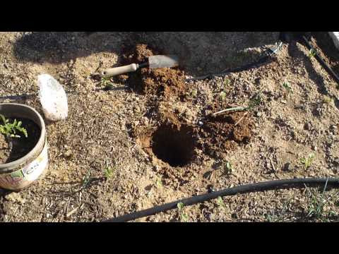 how to transplant tulips from a pot to the ground