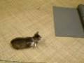 The Cat and the Mat