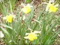 A Day at Lyme Park (2006)