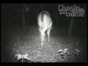 HCO Scoutguard SG550-bucks,Does,Fawn,Bobcat,Dogs-Chasingame