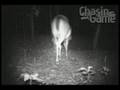 HCO Scoutguard SG550-bucks,Does,Fawn,Bobcat,Dogs-Chasingame