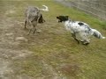 my fun-loving dogs