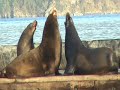 wild canadian sea lions dec 2008.wmv