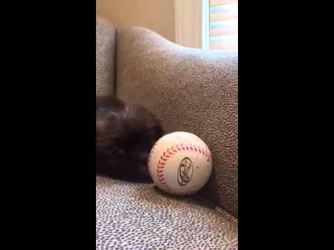 Romeo loves baseball