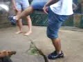cachorro bom de bola