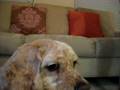 videos de Breakfast doggie Dexter