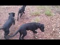 Nuestras preciosas cachorronas de Cane Corso en accin