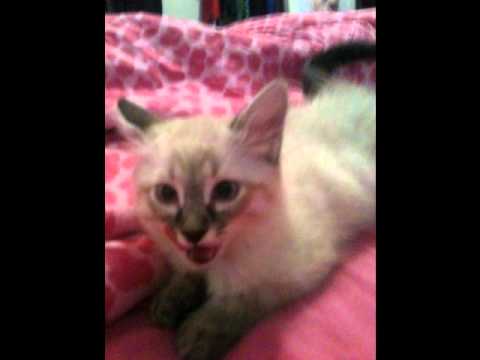 counting cars counting cars