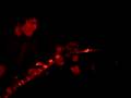 Cardinal Sin - Live Ascot Room, MN, 2004