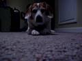 When dogs attack!!