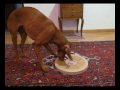 Danus & Dog Twister Danus & Dog Twister