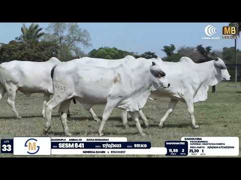 2� DE OLHO NA FAZENDA NELORE SESMARIAS