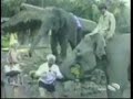 funny animals