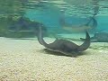 Stylus 770sw under water at SeaWorld