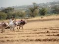 bull racing....At Post-Varud,Taluka-Khatav,Distrct-Satara