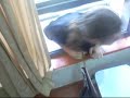 Thiag�o Pulando a Janela - ETECAP