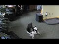 Dogs @ Play