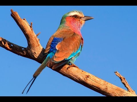 wildlife - For more Wildlife Documentaries http://www.youtube.com/playlist?list=PL78E394AB4F777BA1&feature=plcp http://www.photosofafrica.com/f1051250915 for more Photo...