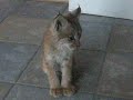 this linx was saved by my uncle after getting run over by a car! her name is nala