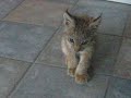 this linx was saved by my uncle after getting run over by a car! her name is nala