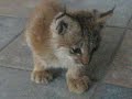 this linx was saved by my uncle after getting run over by a car! her name is nala