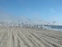 flock of seagulls