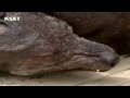 Dead Chupacabras Found in Texas
