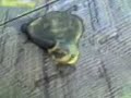The monster from cinema ALIEN exists and is caught!