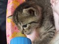 GIZMO the kitty2 GIZMO the kitty2