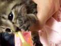 GIZMO the kitty2