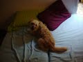 Cat vs Dog Animal Fight