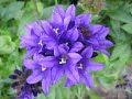 Nevena Coneva - cvetiata v moita poshta - Flowers Nevena Coneva - cvetiata v moita poshta - Flowers