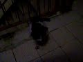 Paillasson le petit chat Paillasson le petit chat