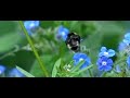 Bumblebee 2 Bumblebee 2
