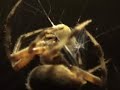 Spider feeding on a grub