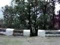 Glimpses of the Lesser Himalayas from the Kalka-Shimla road in India